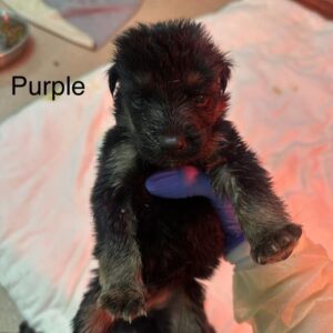 Newton A2262403 Purple is a Shepherd, German.