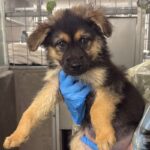 Nimble is a Shepherd, German.