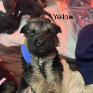 Nimble A2262405 Yellow is a Shepherd, German.