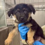 Nino is a Shepherd, German.