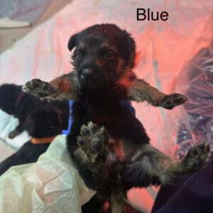Nino A2262407 Blue is a Shepherd, German.