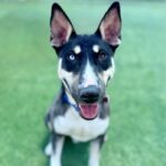 Chico is a Husky/Terrier, Bull.