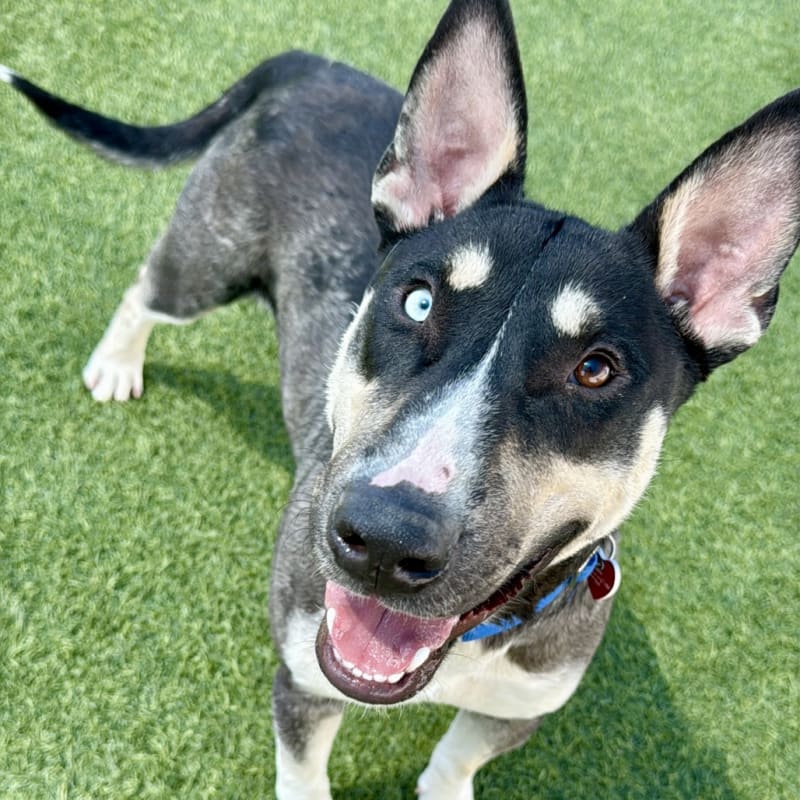 Chico is a Husky/Terrier, Bull.