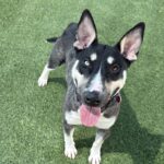 Chico is a Husky/Terrier, Bull.