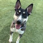 Chico is a Husky/Terrier, Bull.