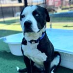 Outback is a Terrier, Pit Bull.