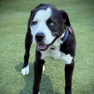 Outback is a Terrier, Pit Bull.