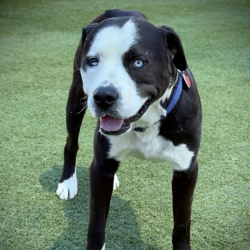 Outback is a Terrier, Pit Bull.