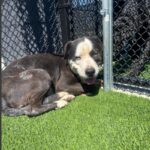 Outback is a Terrier, Pit Bull.