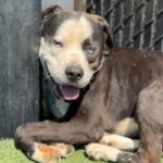 Outback is a Terrier, Pit Bull.