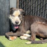 Outback is a Terrier, Pit Bull.