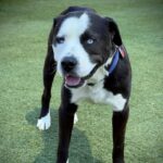 Outback is a Terrier, Pit Bull.