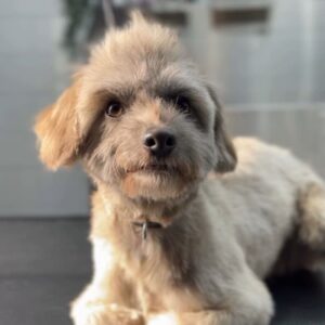 Luffy is a Maltese/Poodle.