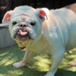 Pearl is a Bulldog.