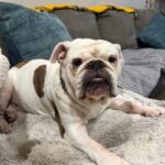 Pearl is a Bulldog.