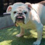 Pearl is a Bulldog.
