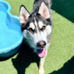 Rolo is a Husky, Siberian.