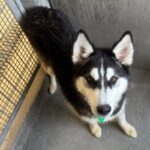 Rolo is a Husky, Siberian.