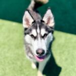 Rolo is a Husky, Siberian.