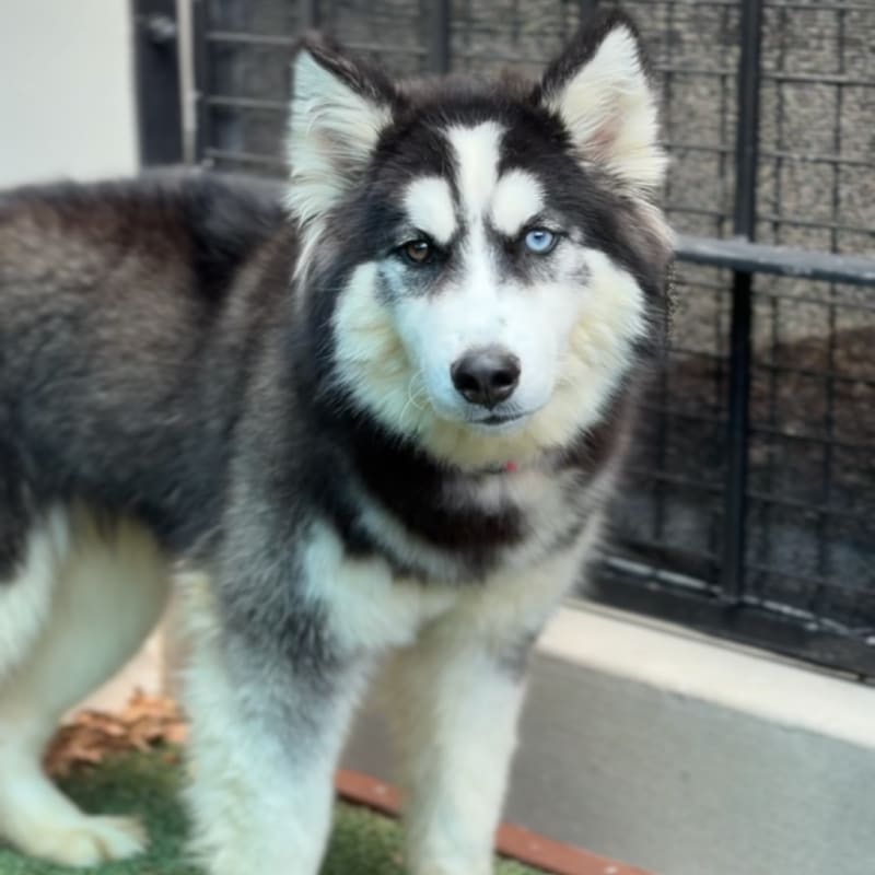 Nala is a Husky, Siberian.