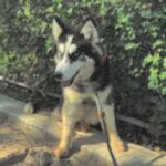 Nala is a Husky, Siberian.