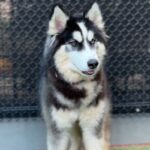 Nala is a Husky, Siberian.