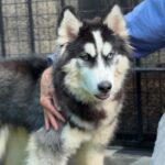 Nala is a Husky, Siberian.