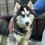 Nala is a Husky, Siberian.