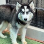 Nala is a Husky, Siberian.