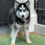 Nala is a Husky, Siberian.