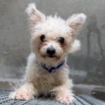 Temu is a Bichon Frise.