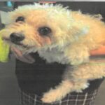 Temu is a Bichon Frise.
