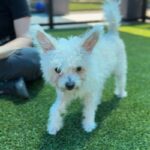 Temu is a Bichon Frise.