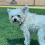 Temu is a Bichon Frise.
