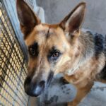 Venus/ Foxy is a Shepherd, German.