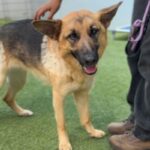 Venus/foxy is a Shepherd, German.