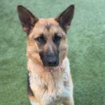 Venus/foxy is a Shepherd, German.