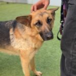 Venus/foxy is a Shepherd, German.