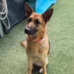 Venus/foxy is a Shepherd, German.