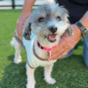 Karla is a Terrier.