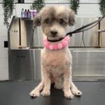 Karla is a Terrier.