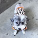 Karla is a Terrier.