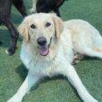 Maxine is a Retriever, Golden.