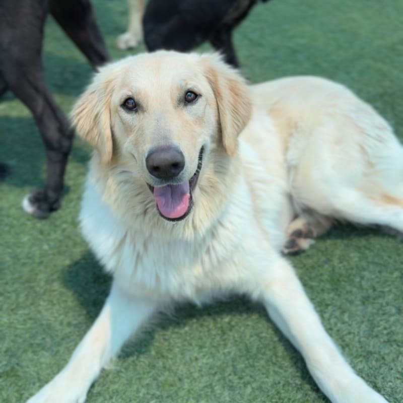 Maxine is a Retriever, Golden.