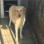 Maxine is a Retriever, Golden.