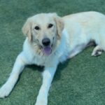 Maxine is a Retriever, Golden.