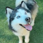 Pluto is a Husky, Alaskan.