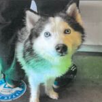 Pluto is a Husky, Alaskan.