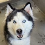 Pluto is a Husky, Alaskan.