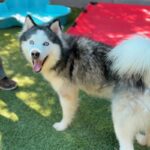 Pluto is a Husky, Alaskan.